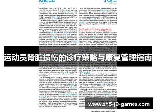 运动员肾脏损伤的诊疗策略与康复管理指南
